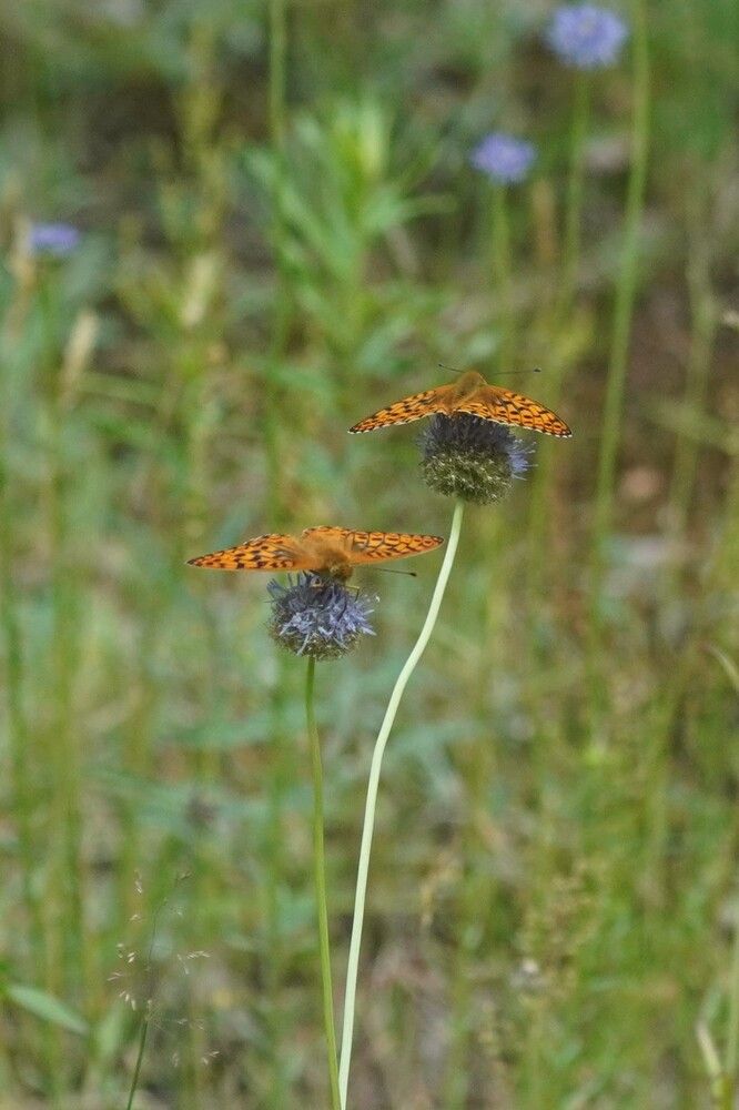 Photograph by Алфия Бугакова