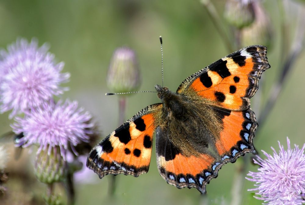 Photograph by Ирина Курицына