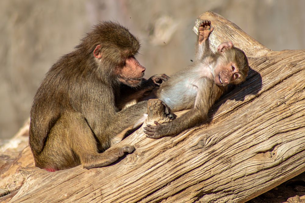 Photograph by Ayman Fawzy