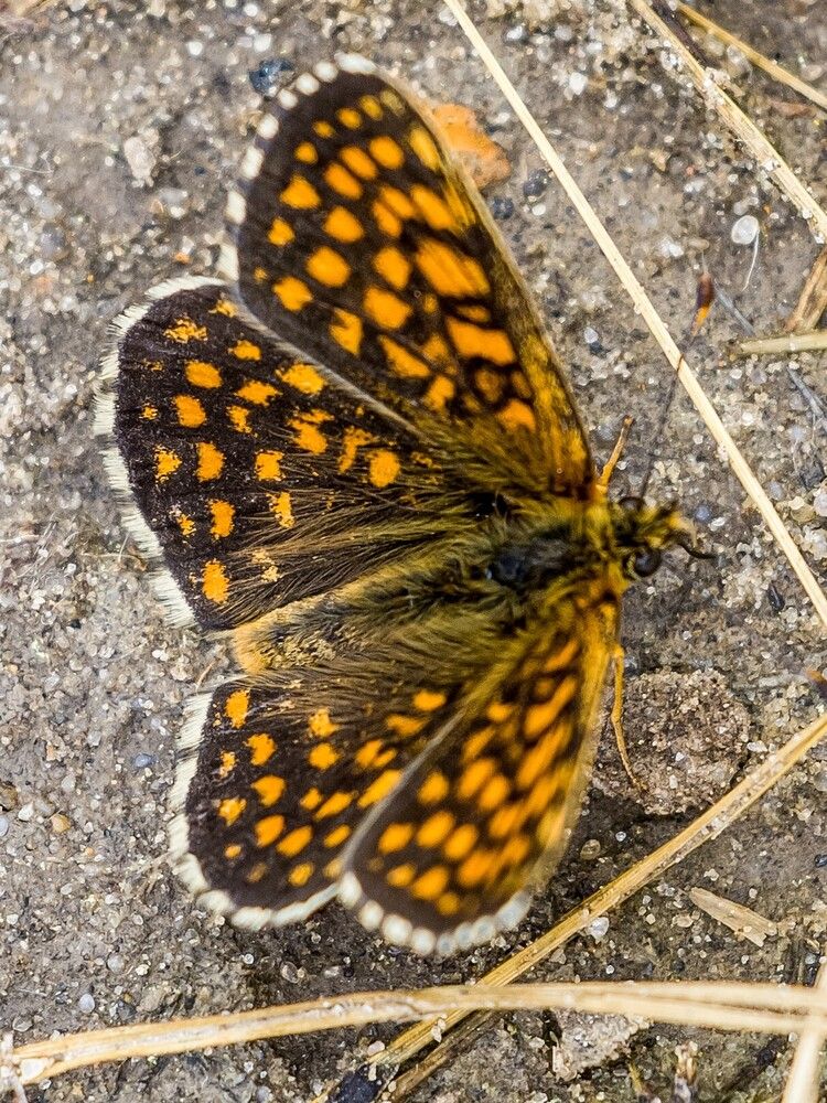 Photograph by Сергей Конюшенко