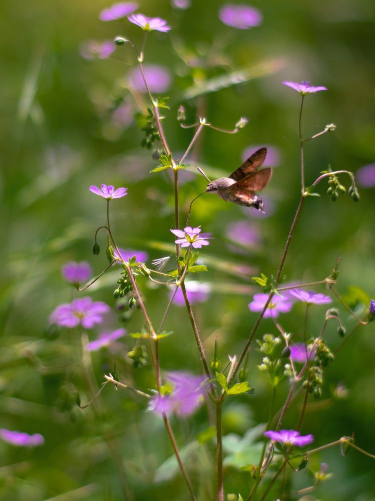 Photograph by Mina Mamdouhi
