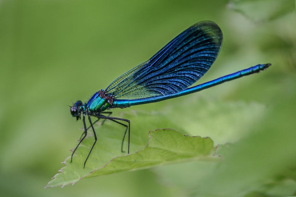 Фотография автора Татьяна Ливеровская