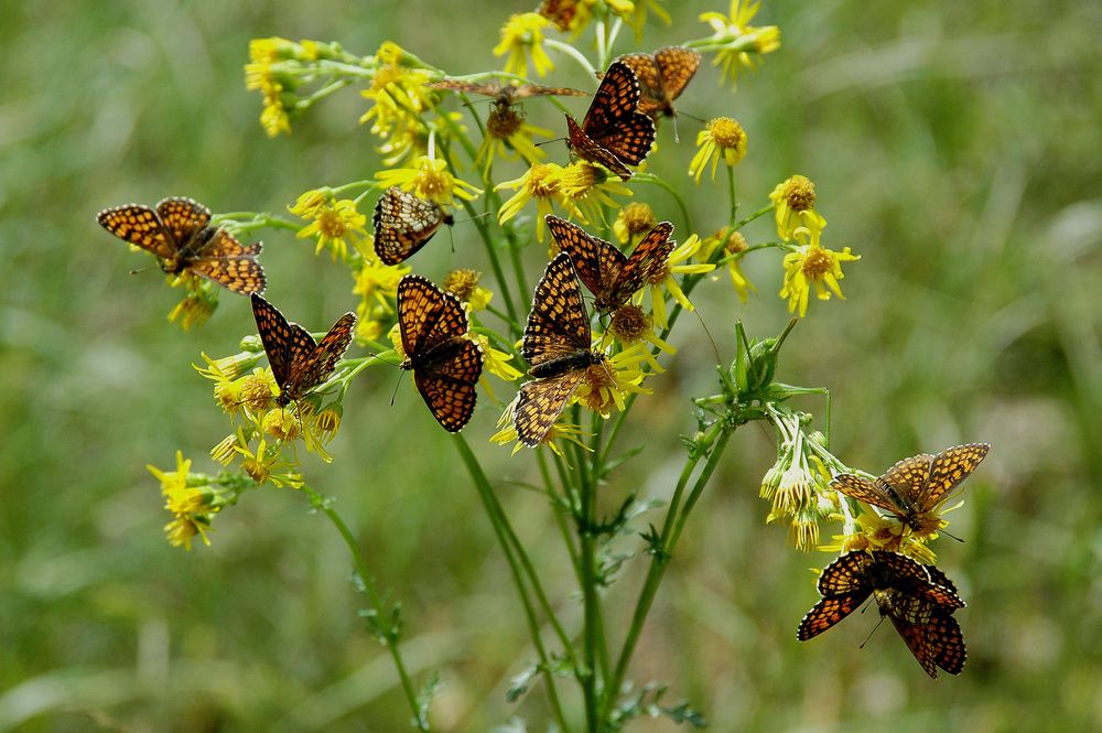 Фотография автора Николай Семенец