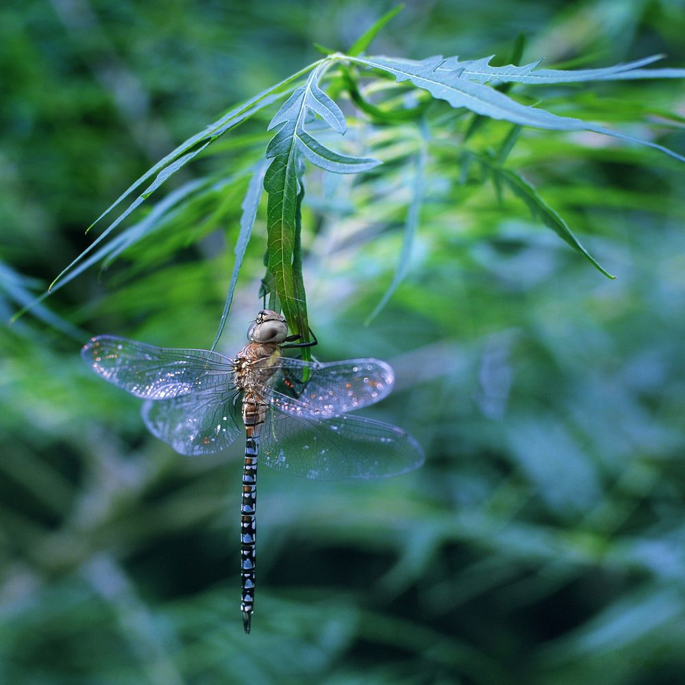 Фотография автора Сергей Иваненко