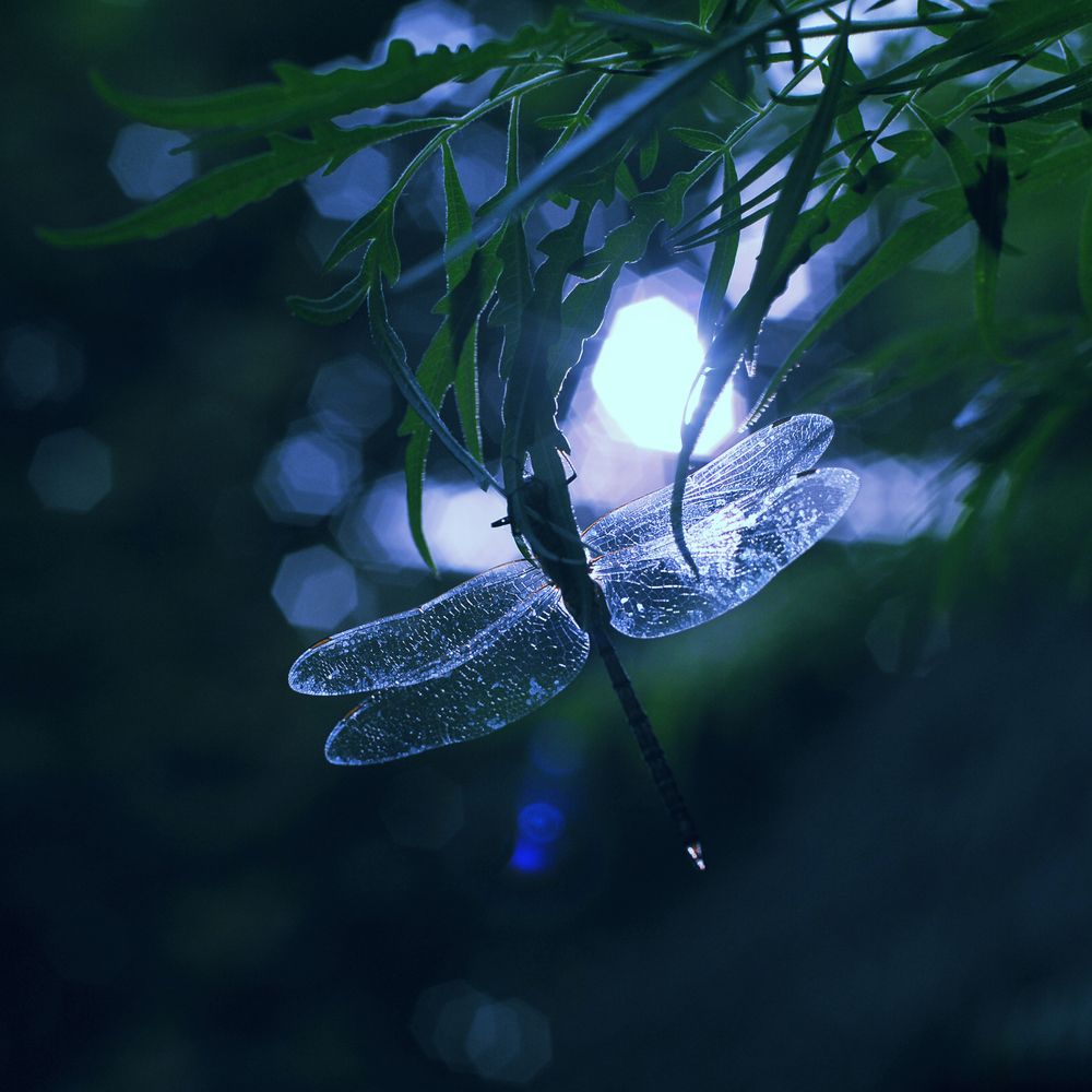 Фотография автора Сергей Иваненко