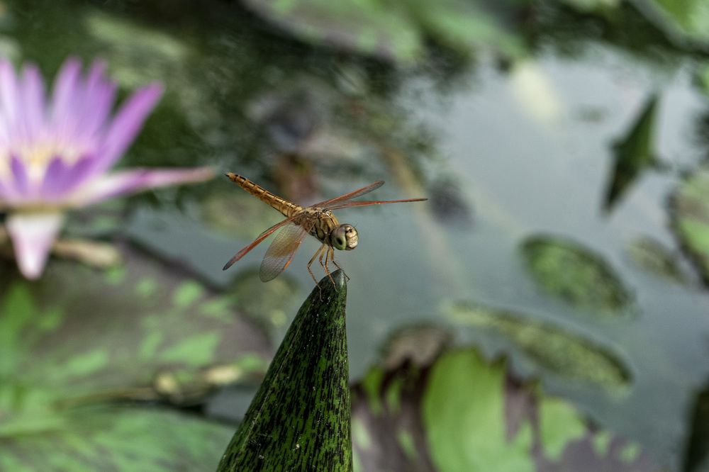 Photograph by Алина