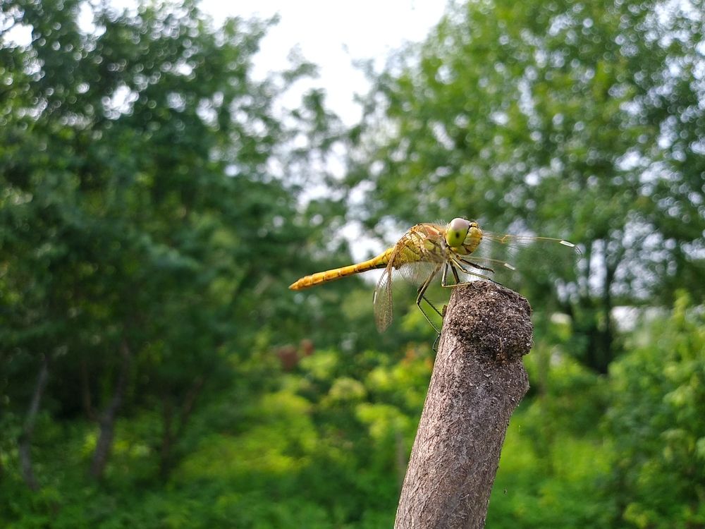 Photograph by Инна Голубева