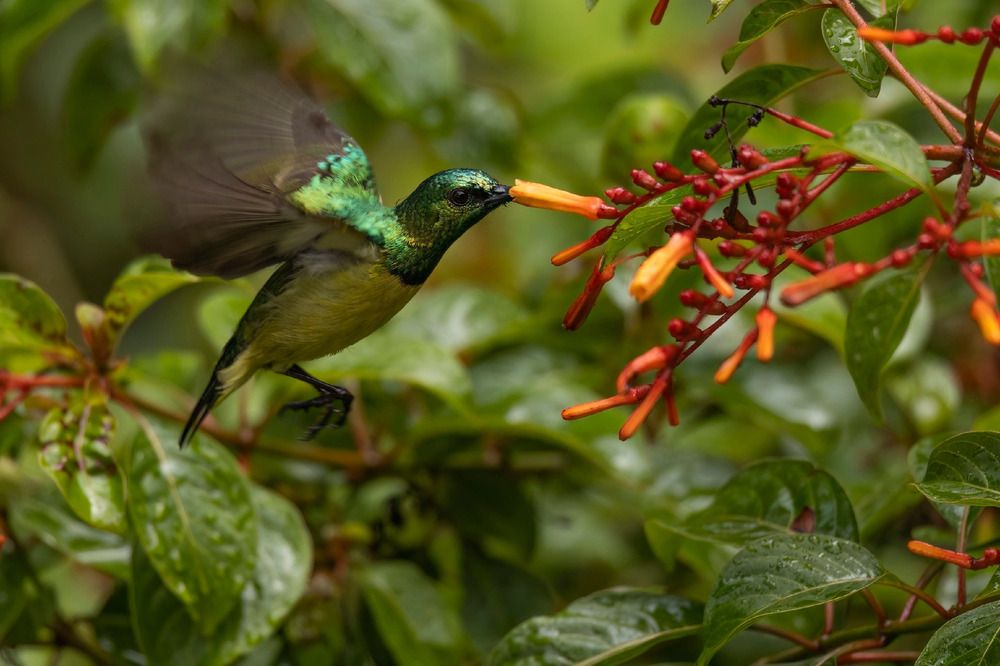 Фотография автора Варвара Дронова