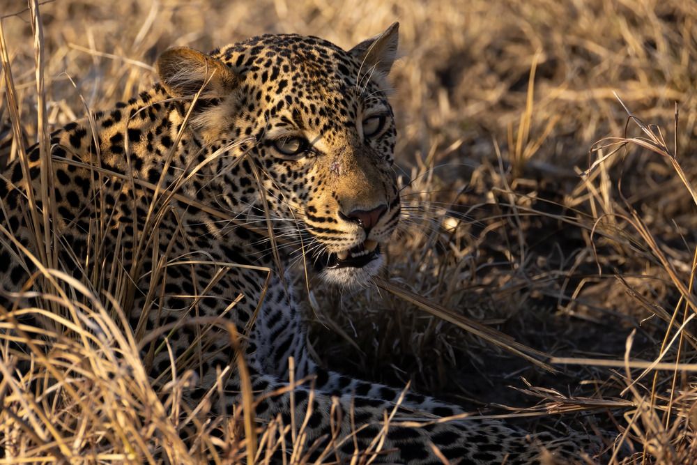 Фотография автора Варвара Дронова