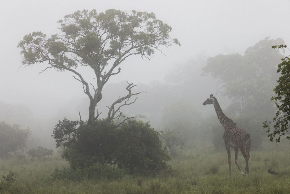 Туманы Катави