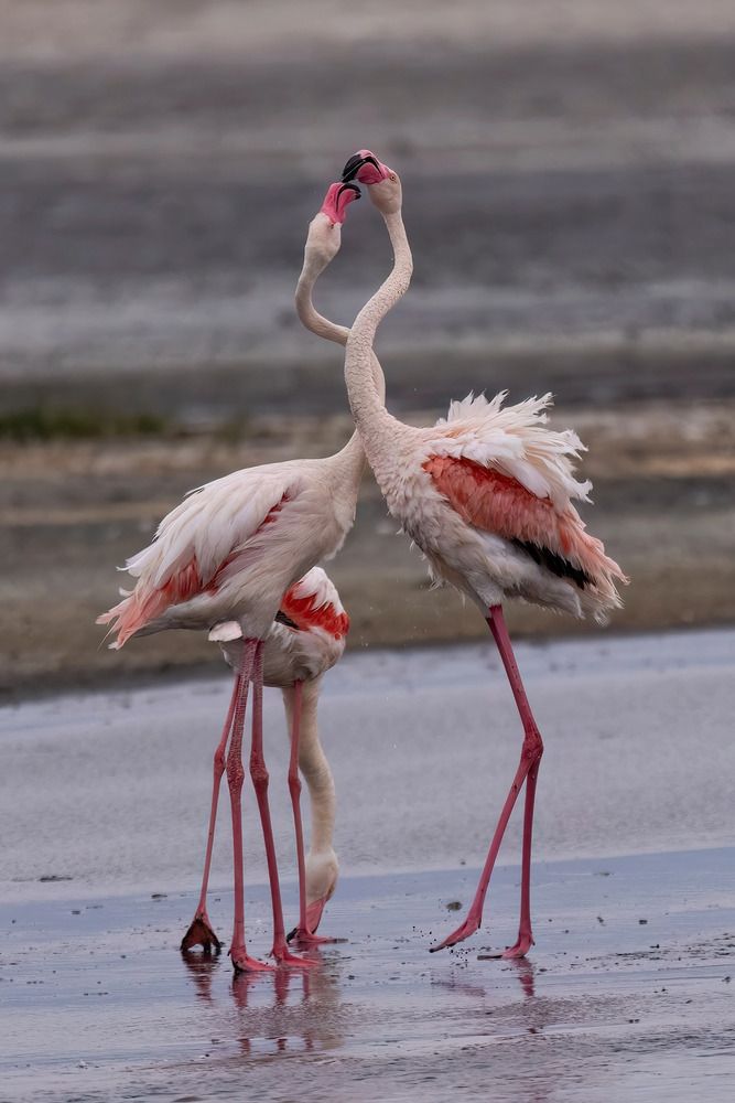Фотография автора Варвара Дронова
