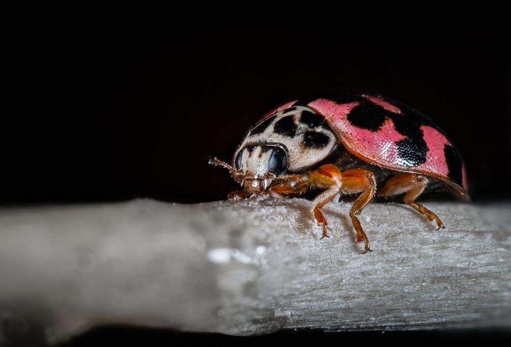 Photograph by Алексей Еремеев