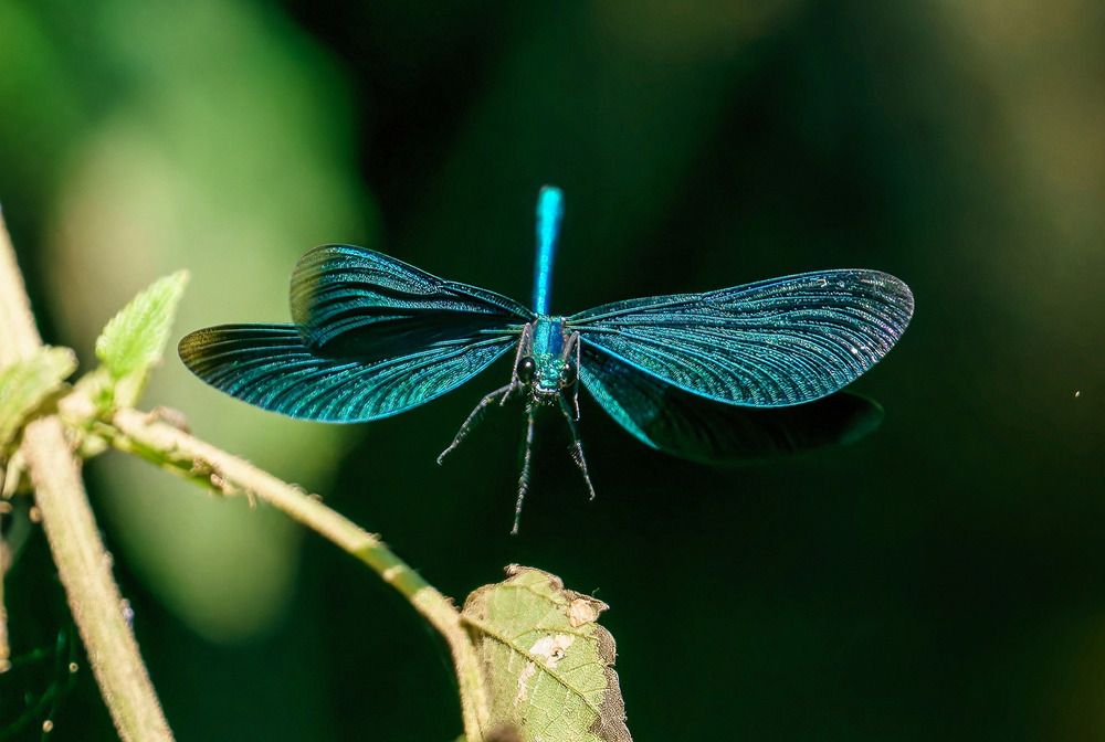 Красотка-девушка.  Иду на посадку