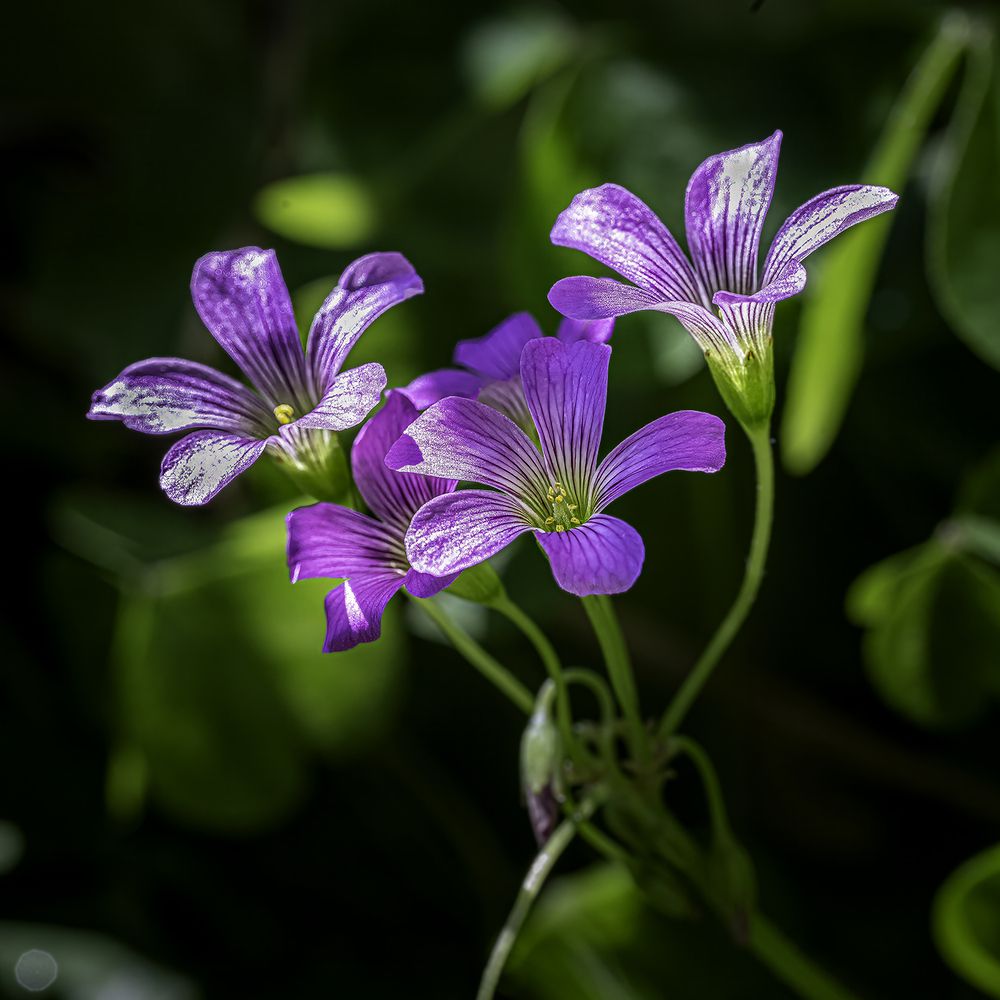 Clover Flowers