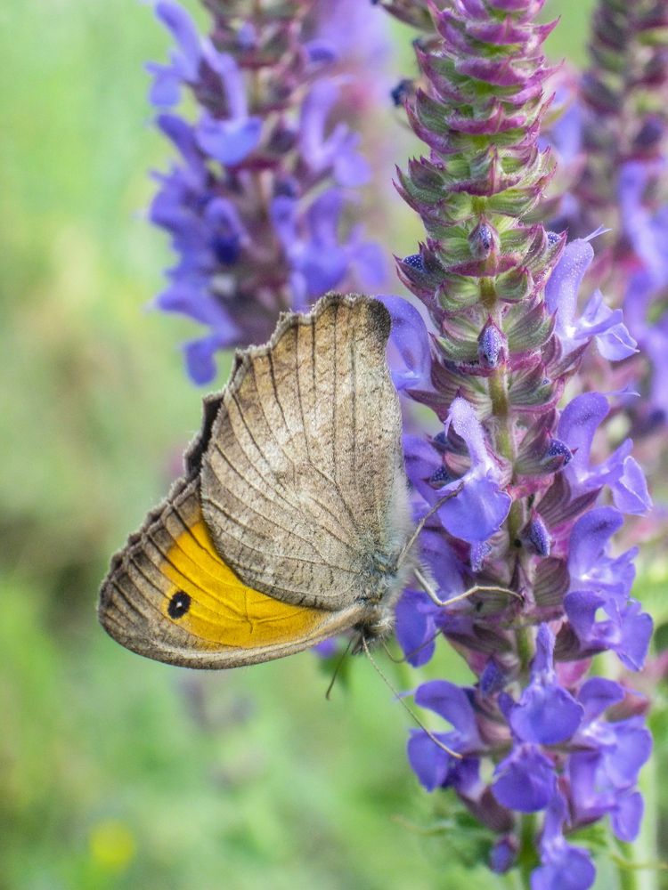 Photograph by Галчонок Ахмерова