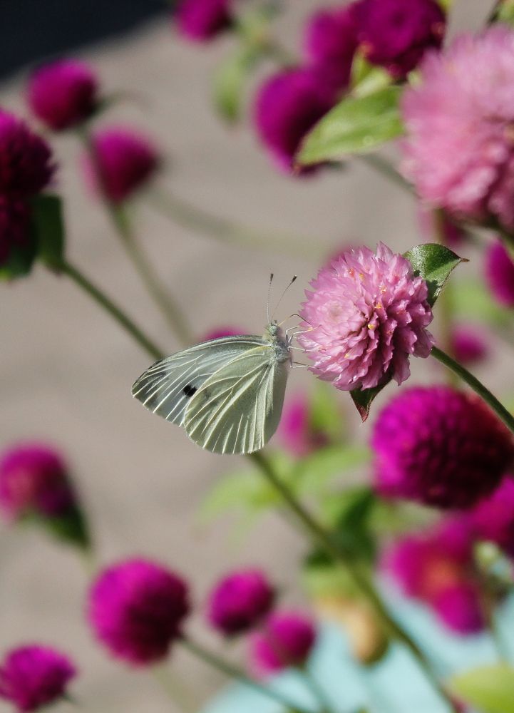 Photograph by Галчонок Ахмерова