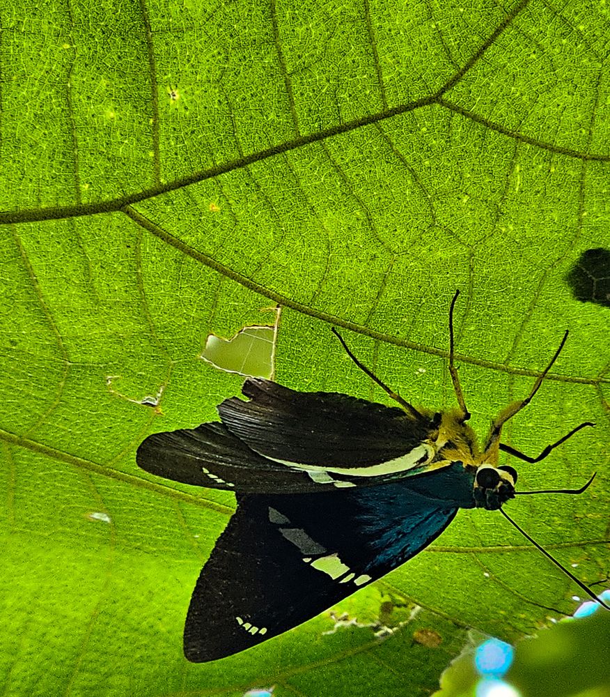 Photograph by Armando Eusebio Valladares Quinteros