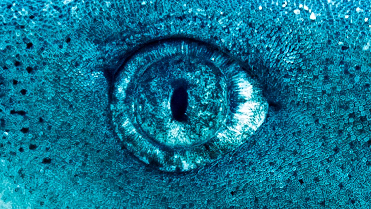 Фотография #12056815