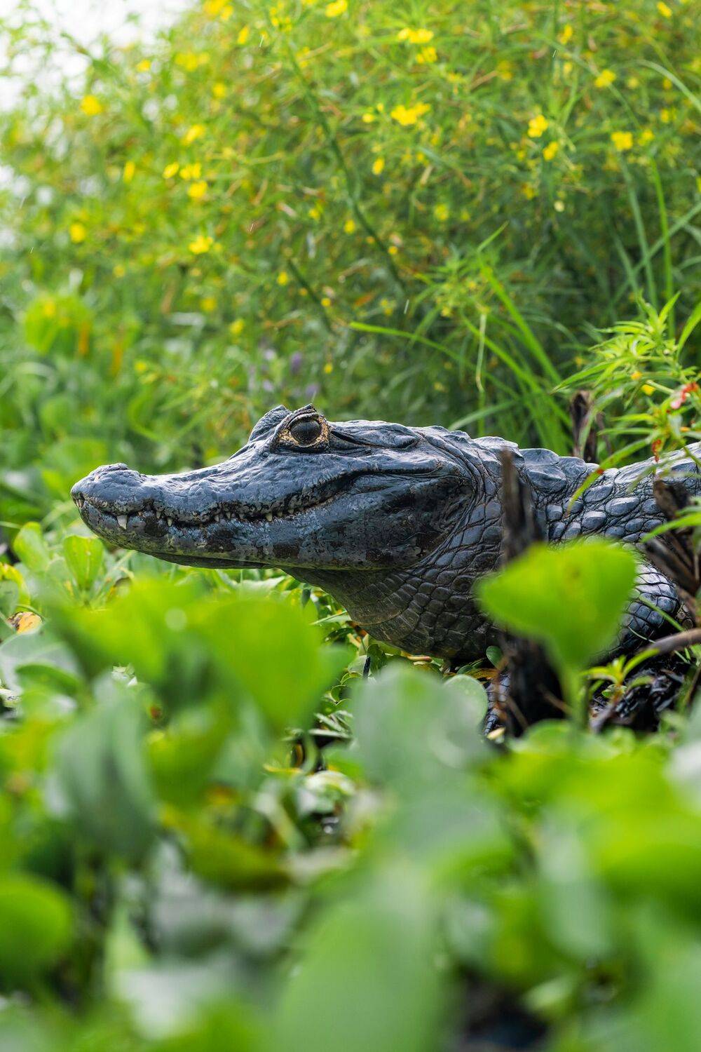 Tras las huellas del Yacare