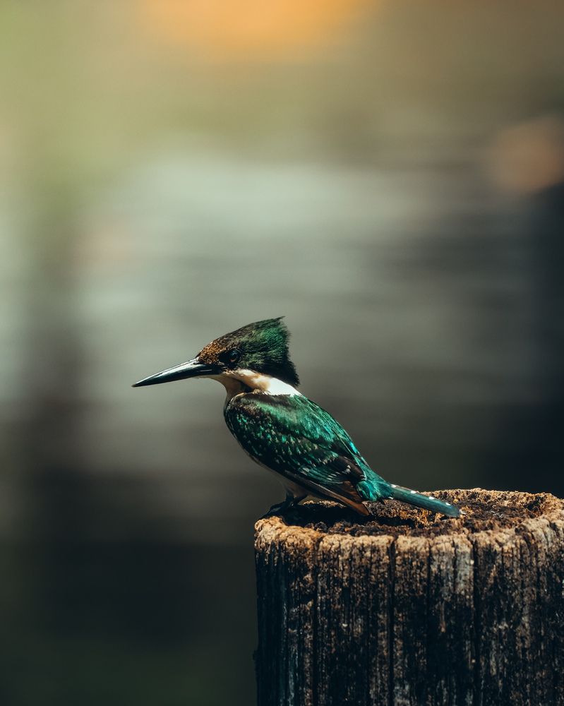 Photograph by Bruno