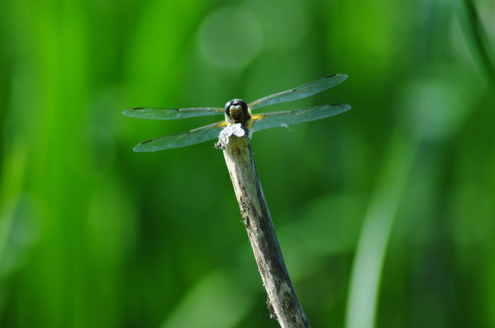 Photograph by Константин