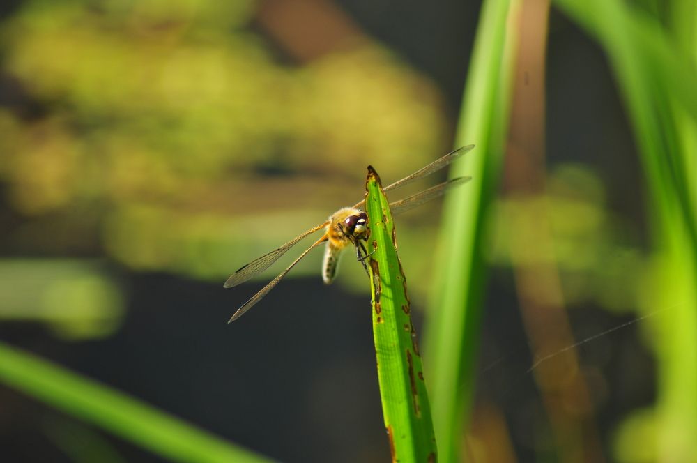 Photograph by Константин