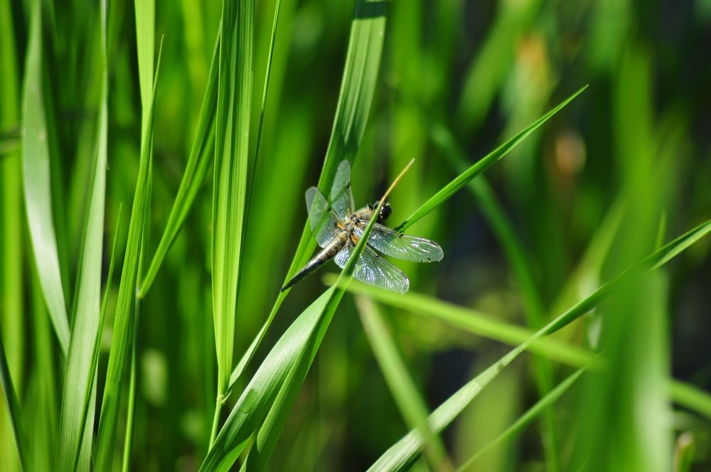 Photograph by Константин