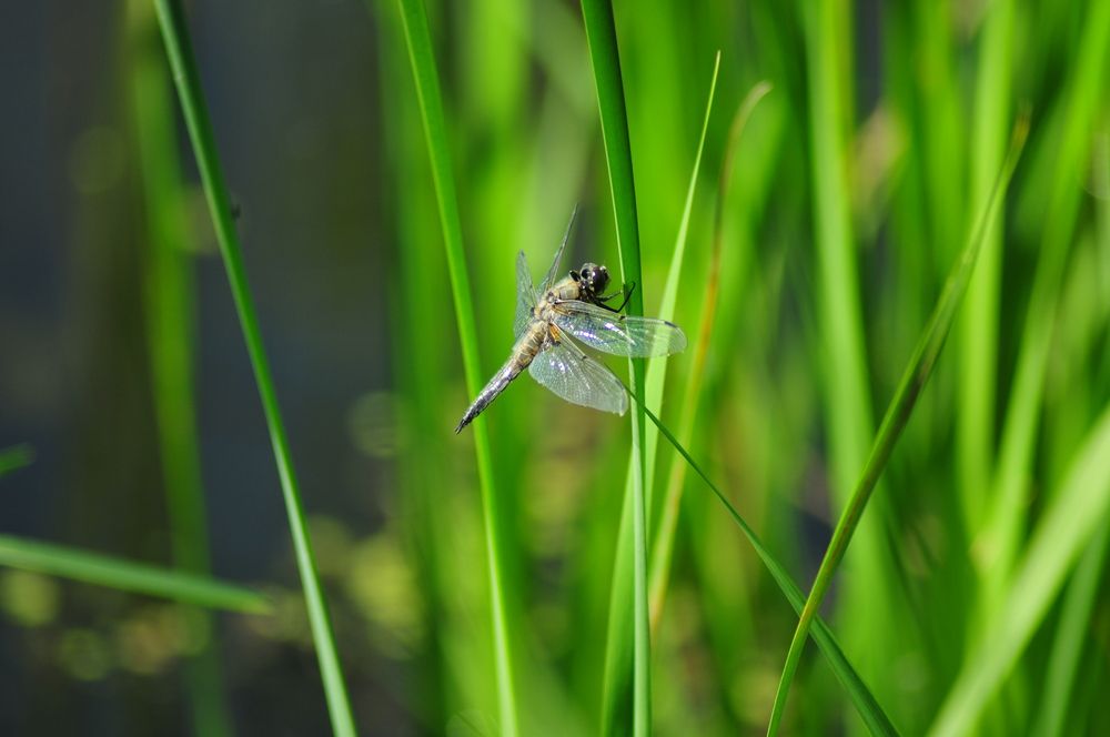 Photograph by Константин