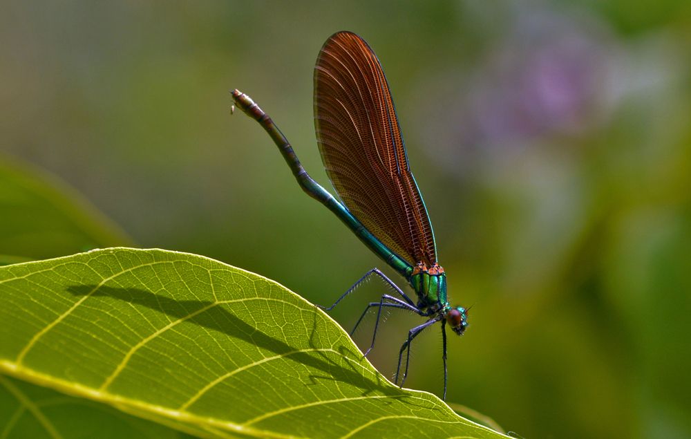 Dragonfly 3