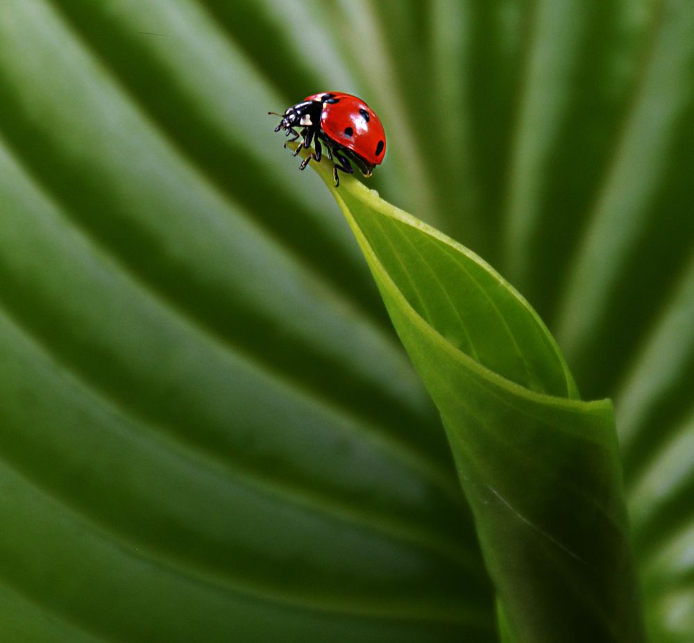 Ladybug 2