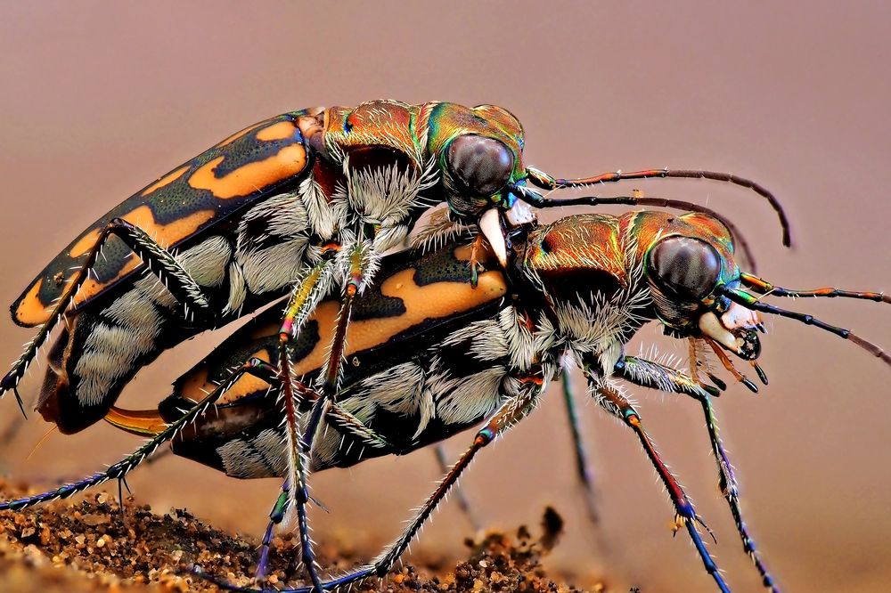 The Fast and the Faithful