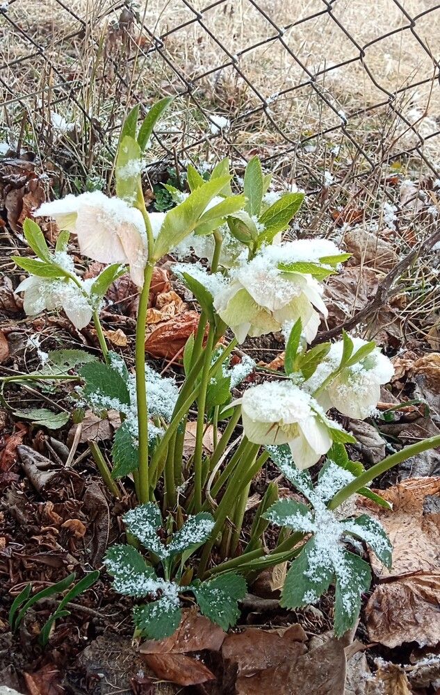 Winter flower.