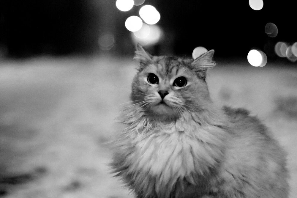 Photograph by Элеонора Исмаилова