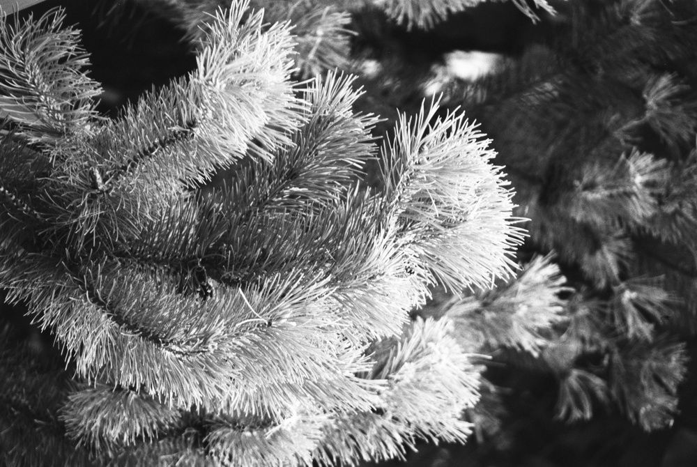 Photograph by Михаил Моисеев