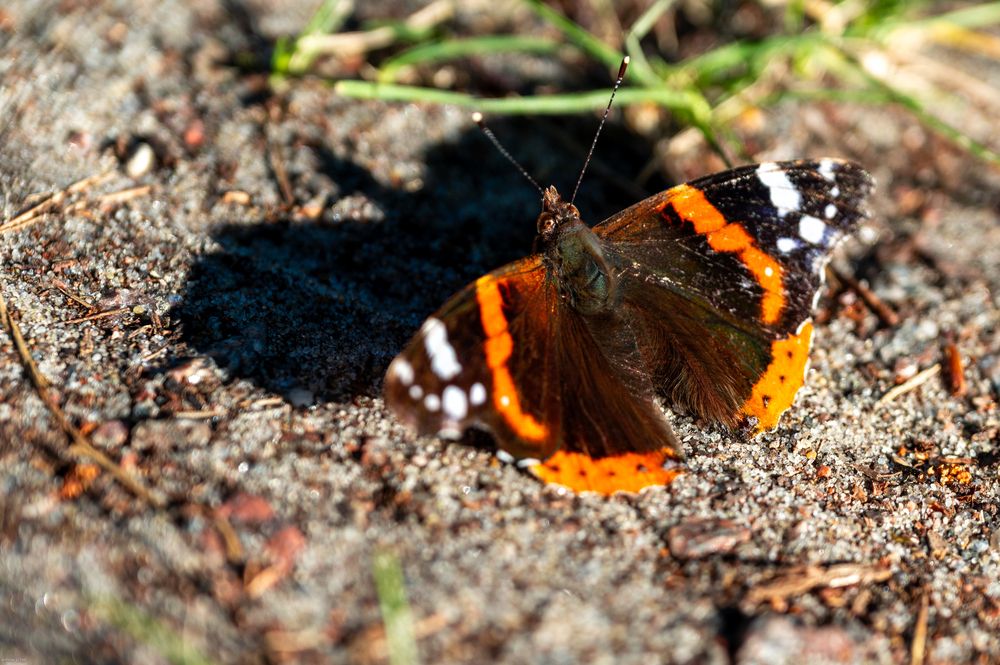 Photograph by Аверина Елена