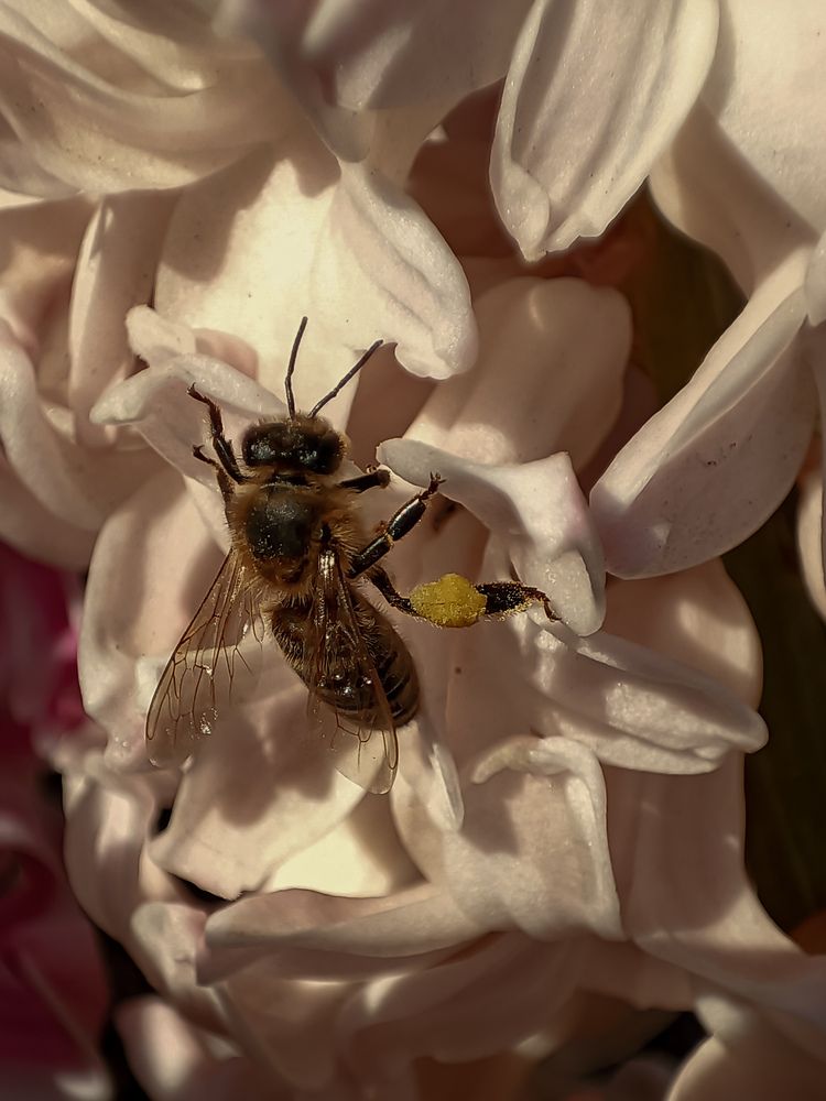 Фотография автора Ирина Романовская