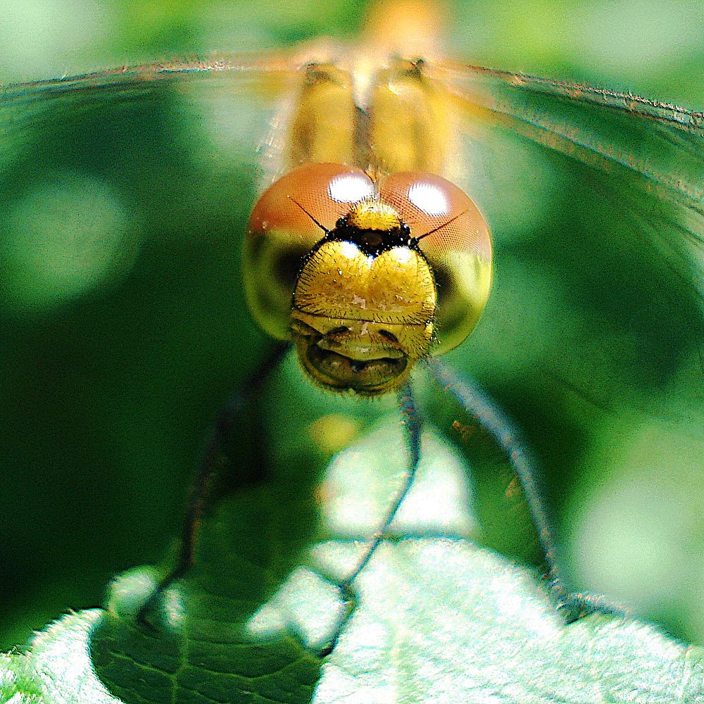 Стрекоза - большие глаза