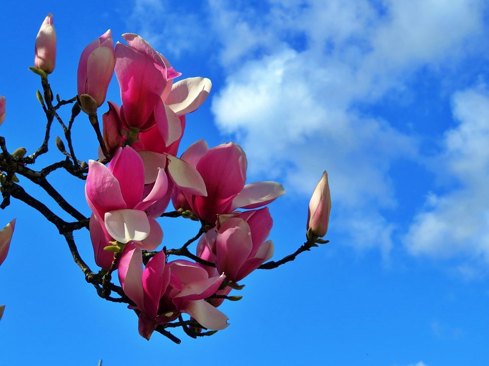 Magnolia flowers