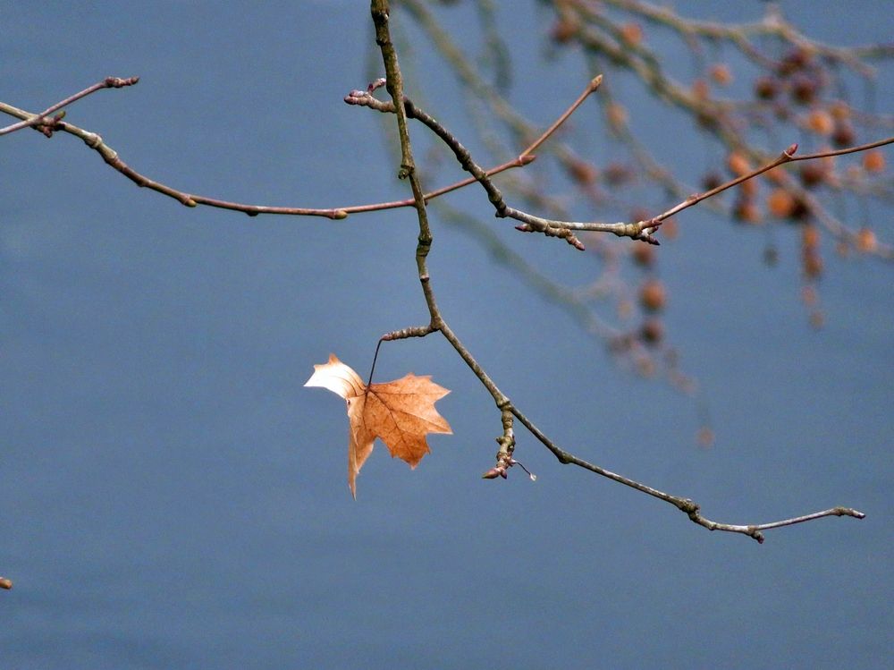 Lonely leaf