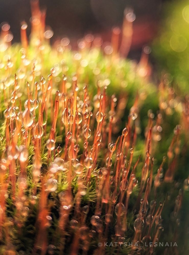 Photograph by Екатерина Колот