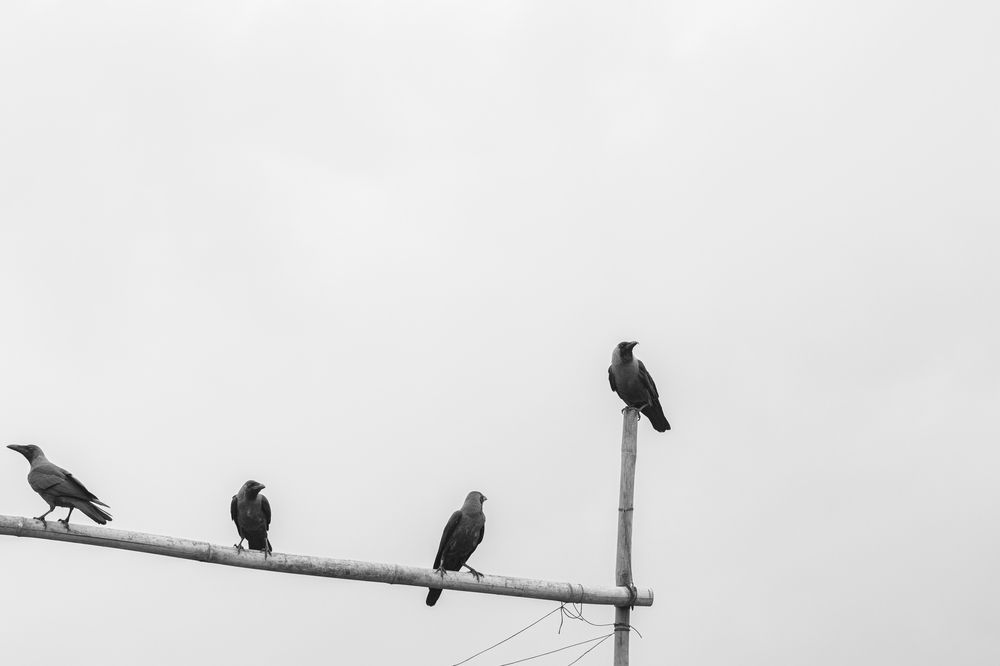 Crows