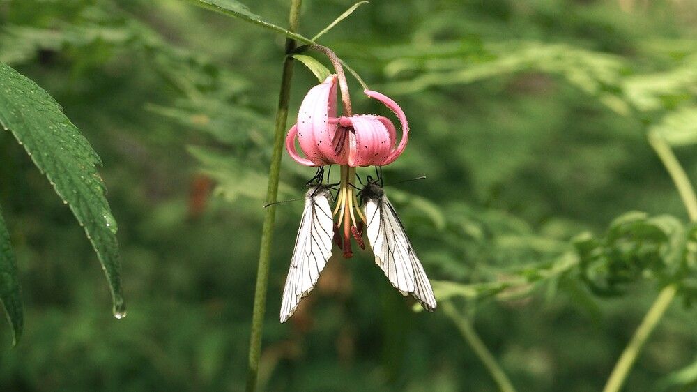 Photograph by Владимир Семиченко