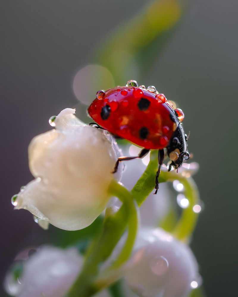 Фотография автора Isaeva Maria