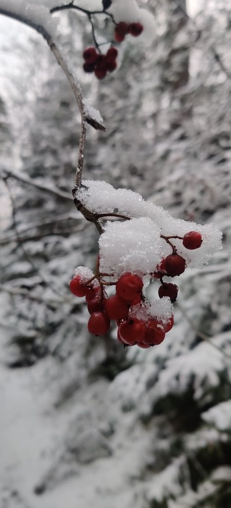 Photo #12058354