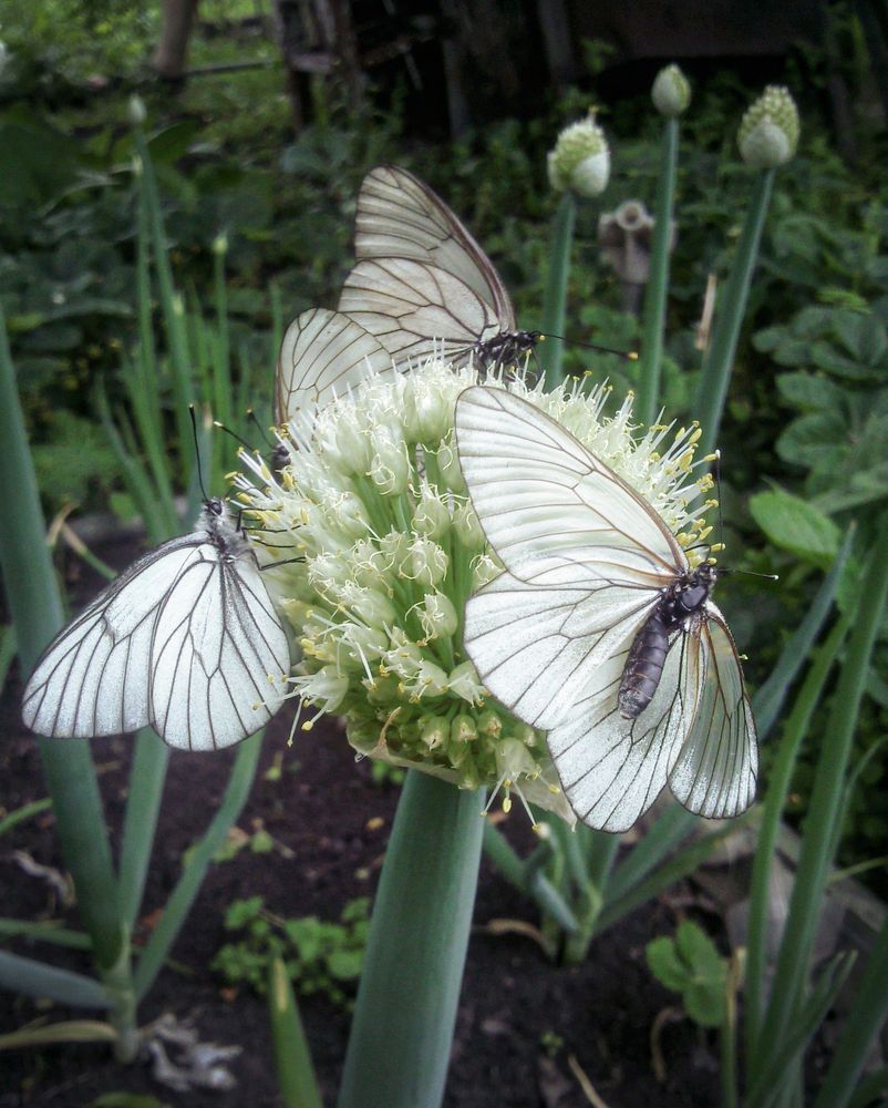 Photograph by Inna Ivanova