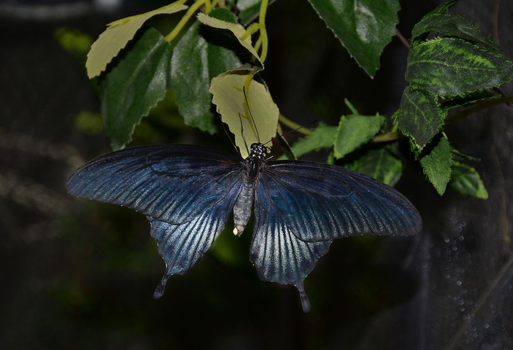 Photograph by Inna Ivanova