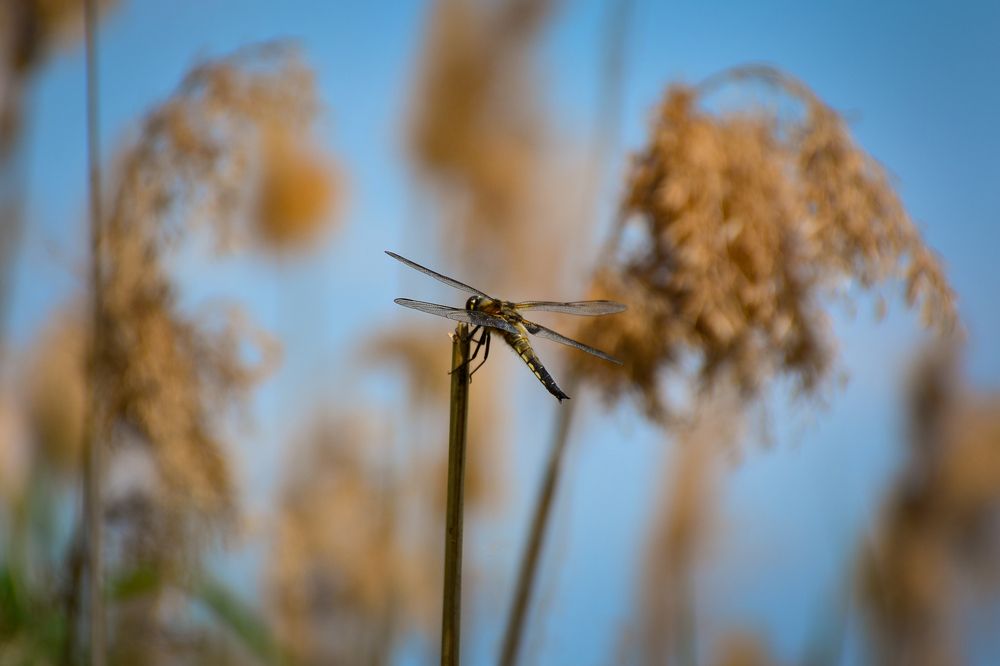 Photograph by Inna Ivanova