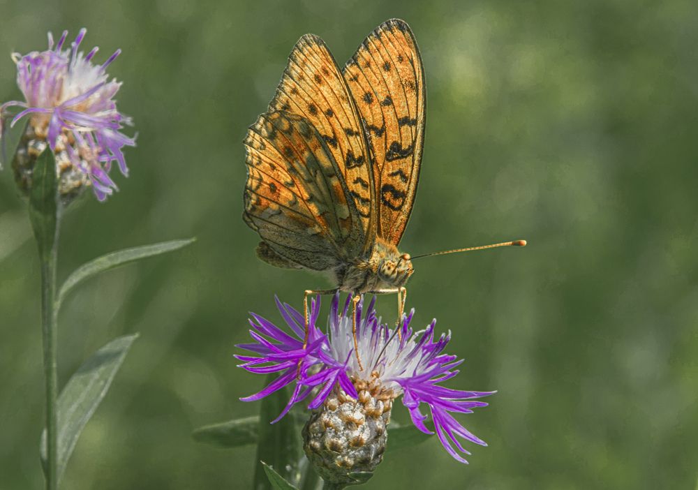 Photograph by Игорь Смирнов