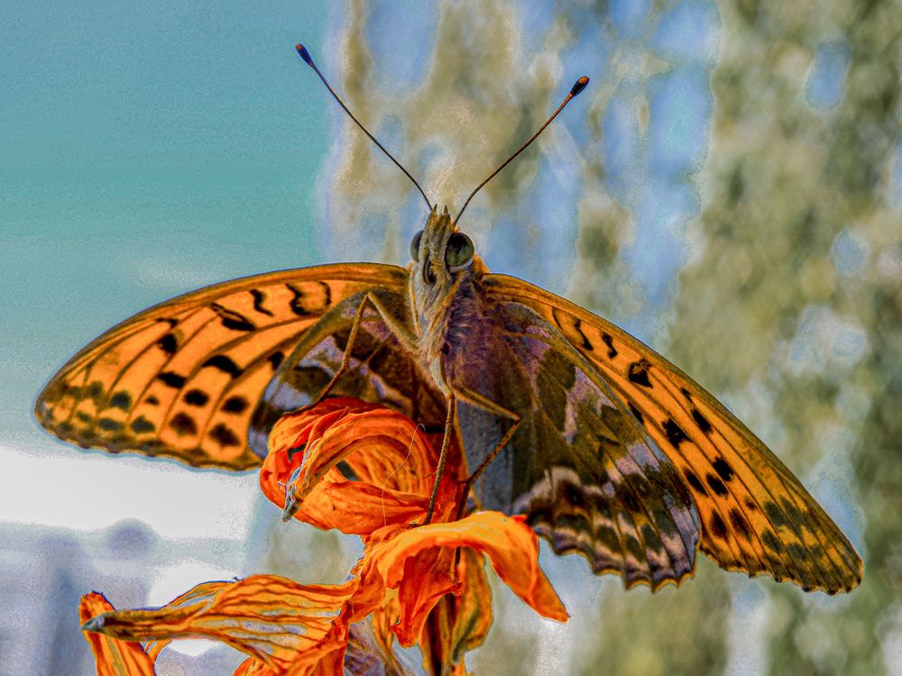 Photograph by Игорь Смирнов