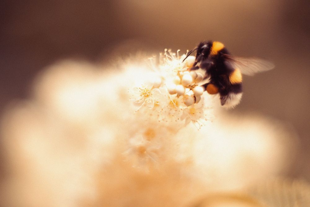 Фотография автора Анжелика